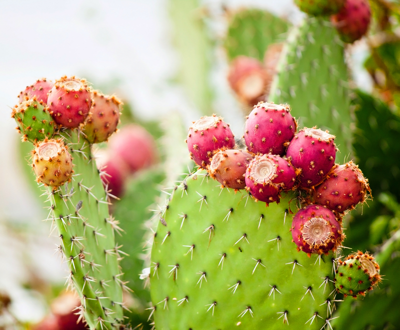 Illustration for article titled This Humble Cactus Could Help Fuel Our Drought-Stricken World